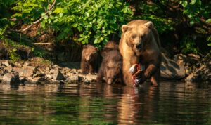 Brown bear sow and cubs fish for salmon at Redoubt Bay Alaska