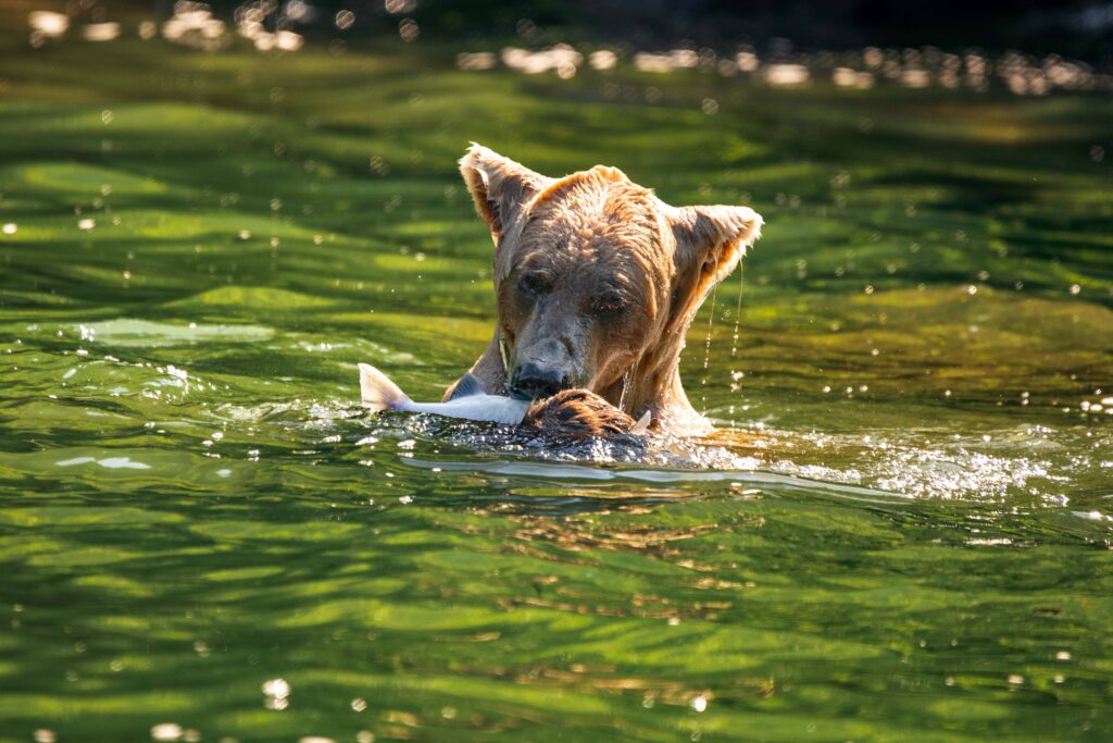 Brown bear swims and catches salmon at Redoubt Bay Alaska