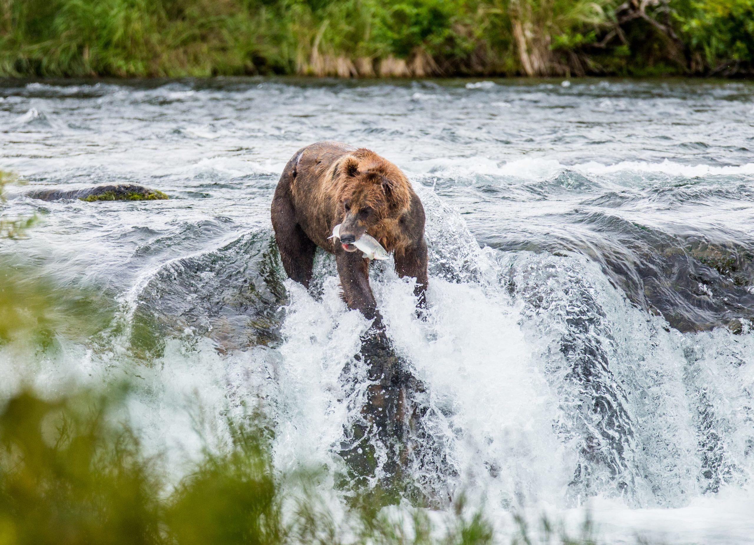 tours katmai national park