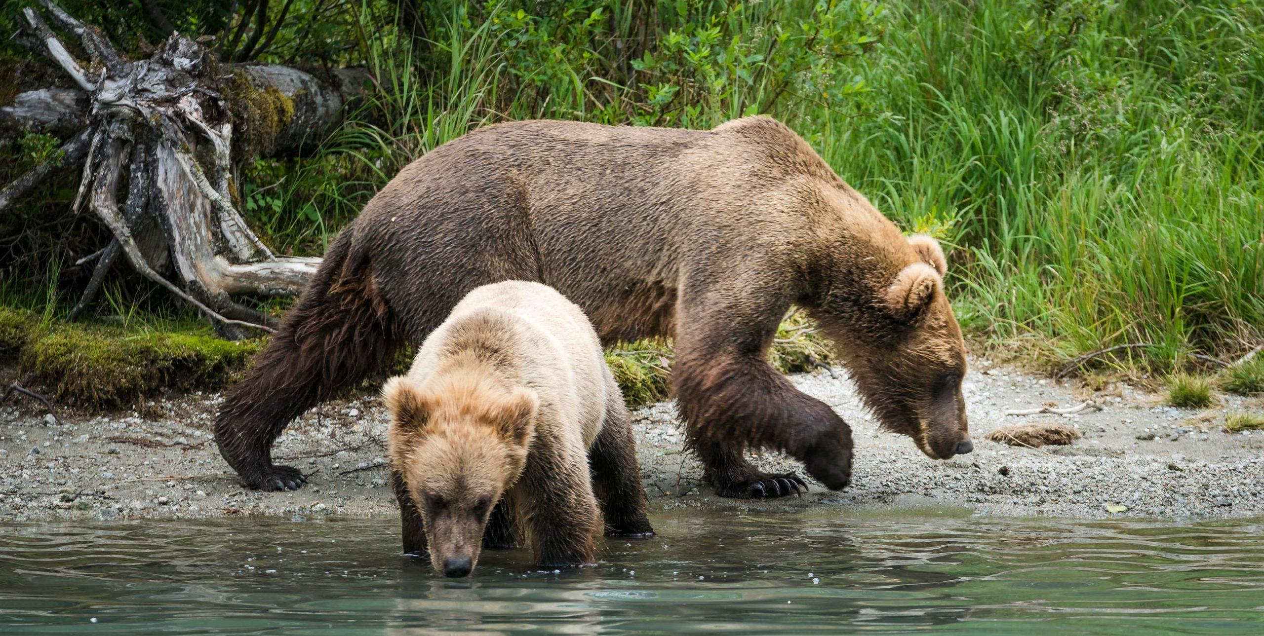 Brown Bears - Lake Clark National Park & Preserve (U.S. National Park  Service)