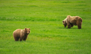 Sow and cub stand in a meadow eating sedge grasses in Chinitna Bay in Alaska