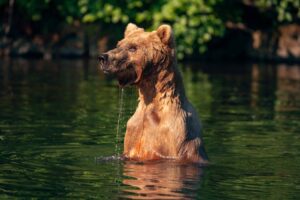 Brown bear swims for salmon in Redoubt Bay Alaska