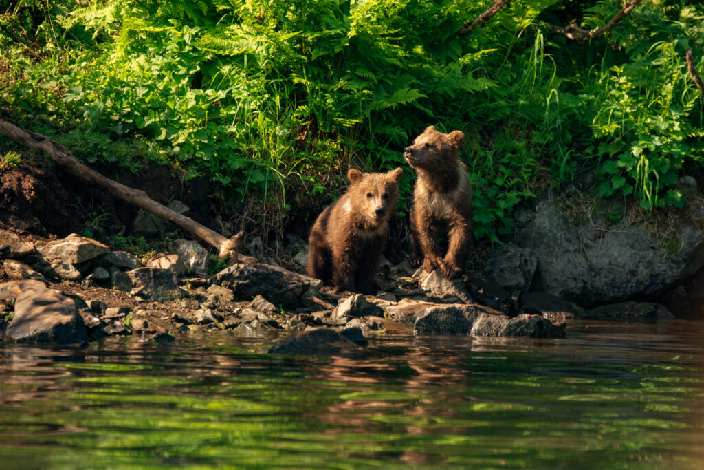Brown bear cubs at Redoubt Bay